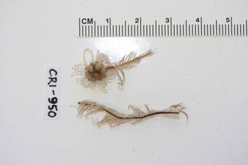Media type: image;   Invertebrate Zoology CRI-950 Description: Preserved specimen.;